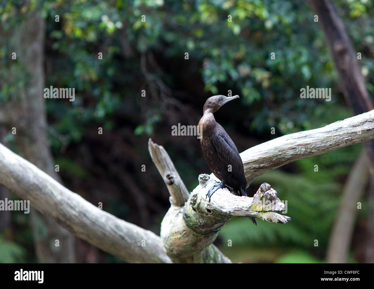 Kleine schwarze Kormoran, Phalacrocorax Sulcirostris, Australien Stockfoto