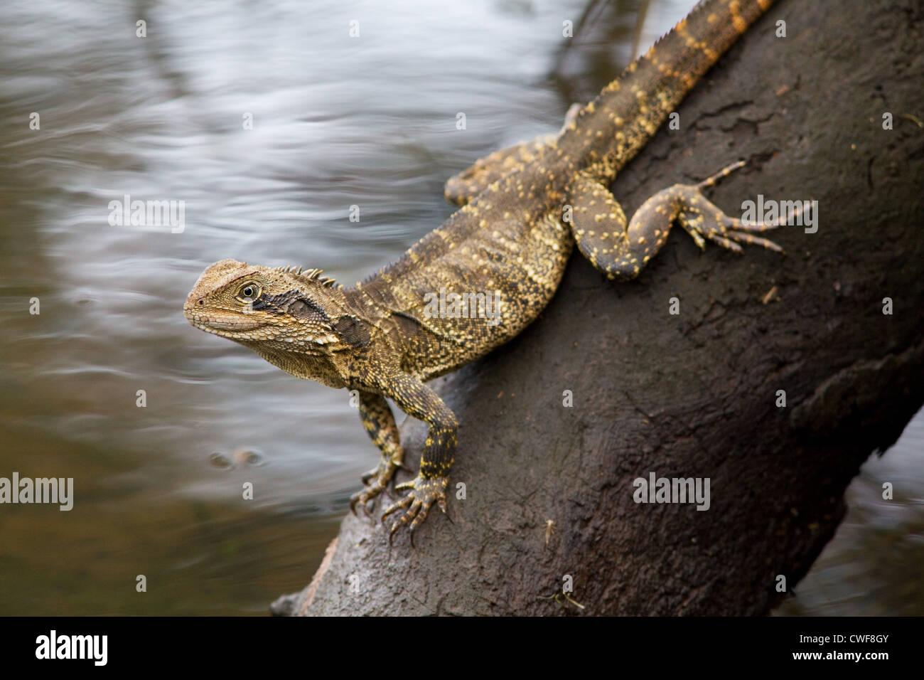 Östlichen Water Dragon, Physignathus Lesueurii, NSW, Australien Stockfoto