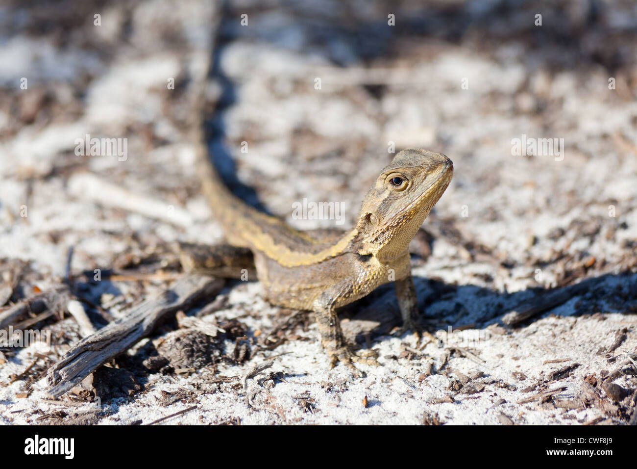 Jacky Lizard, Amphibolurus Muricatus, Australien Stockfoto