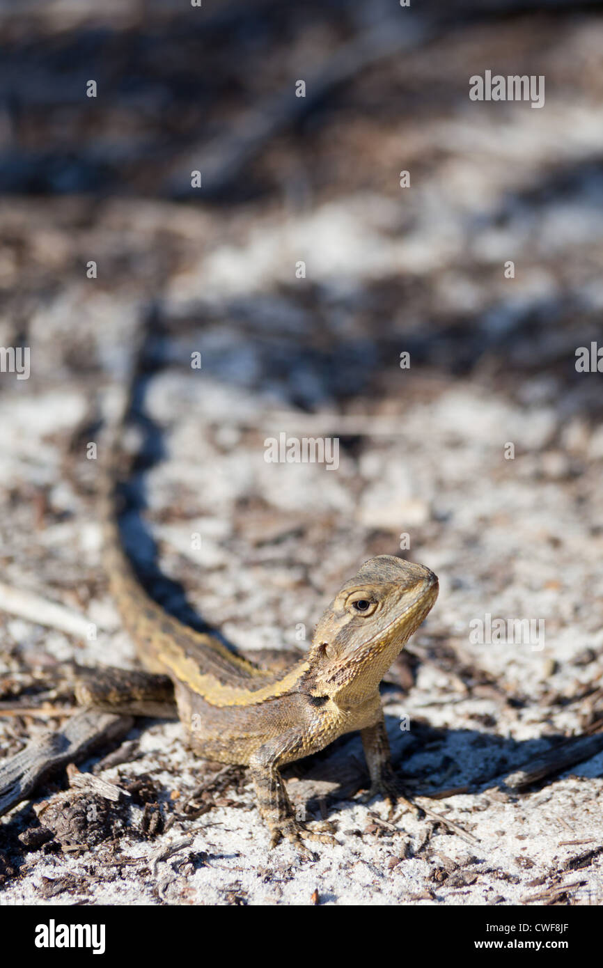 Jacky Lizard, Amphibolurus Muricatus, Australien Stockfoto