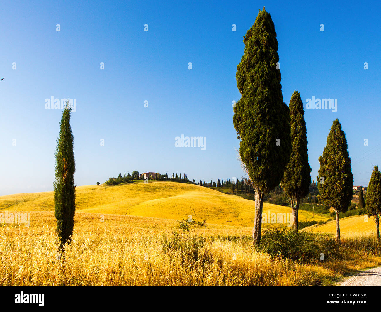 Toskanische Landschaft, in der Nähe von Siena, Italien Stockfoto