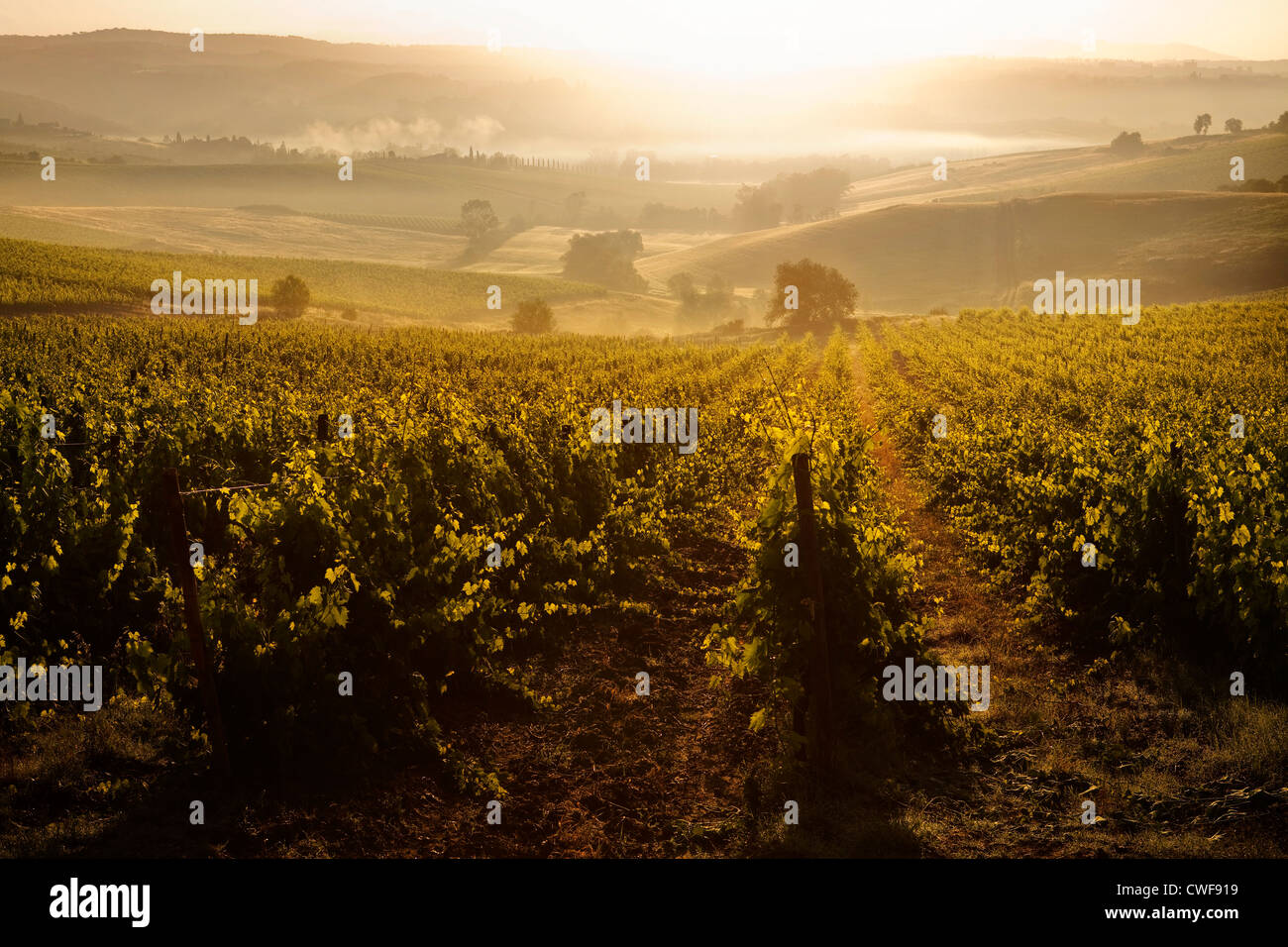 Weingut in der Toskana, Italien Stockfoto