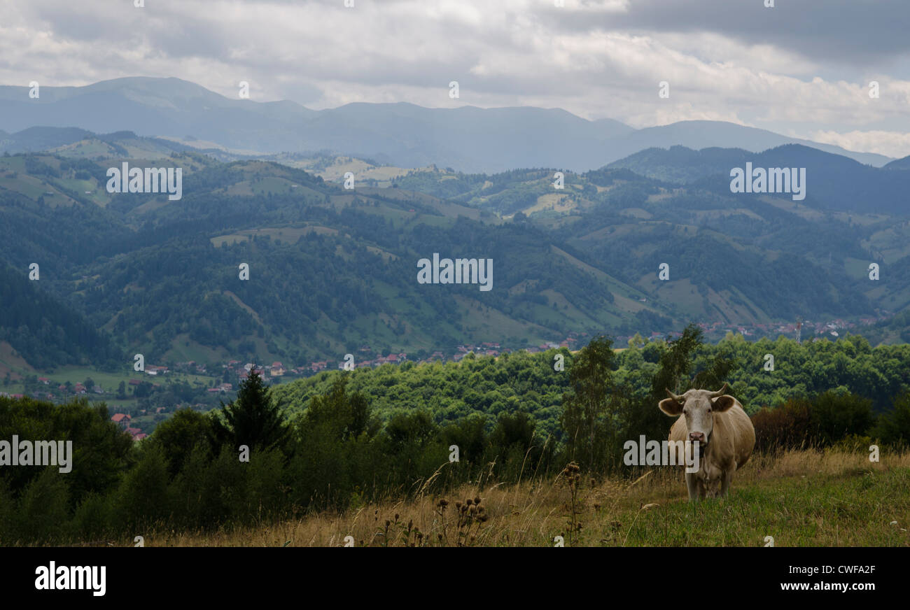 Kuh auf einer Wiese in der Grafschaft Brasov, Rumänien Stockfoto