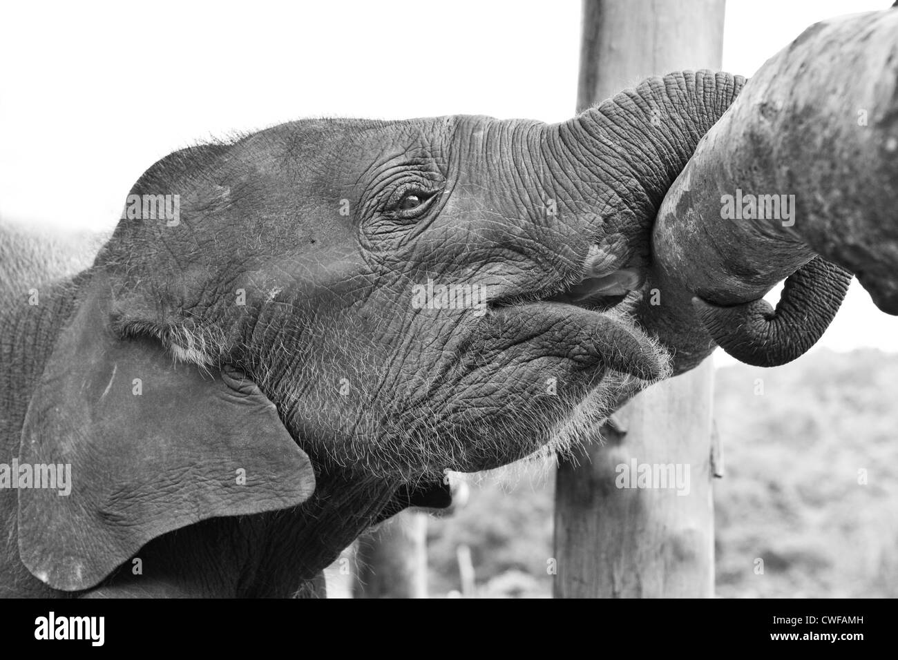 Chiang Mai-Elefant Stockfoto