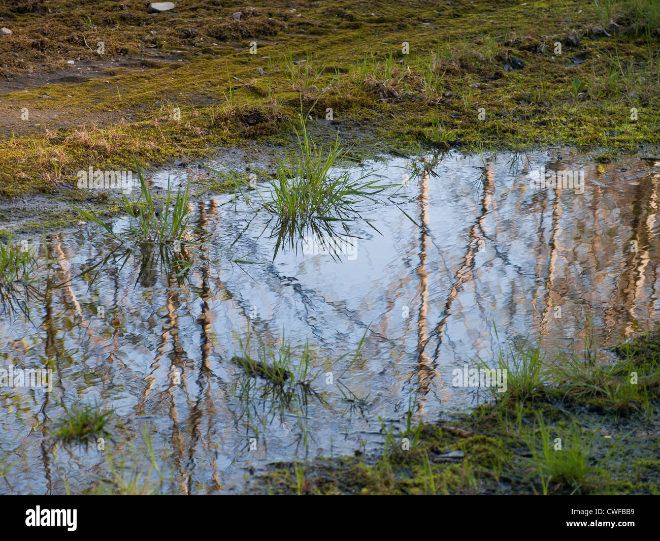 Kleiner Pool von Wasser am Straßenrand mit Licht reflektierenden Himmel und Birken Stockfoto