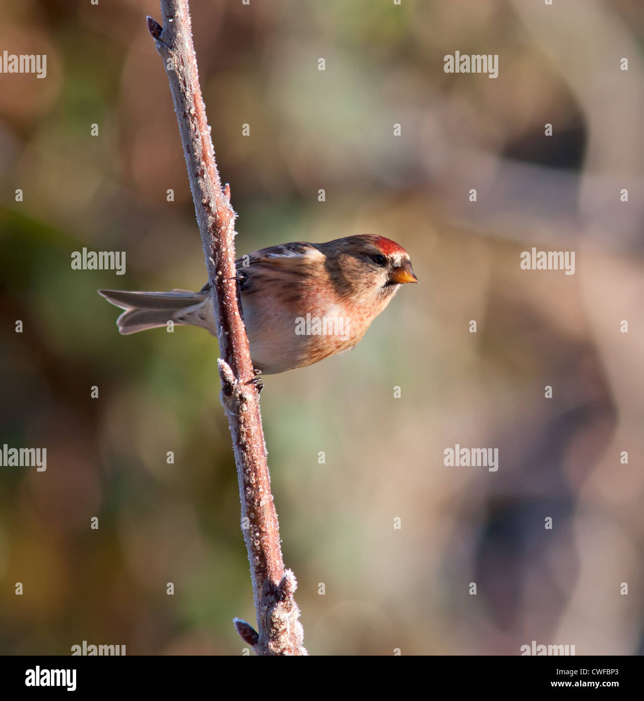 Redpoll an einem frostigen Ast. Stockfoto Redpoll an einem frostigen Ast. Stockfoto