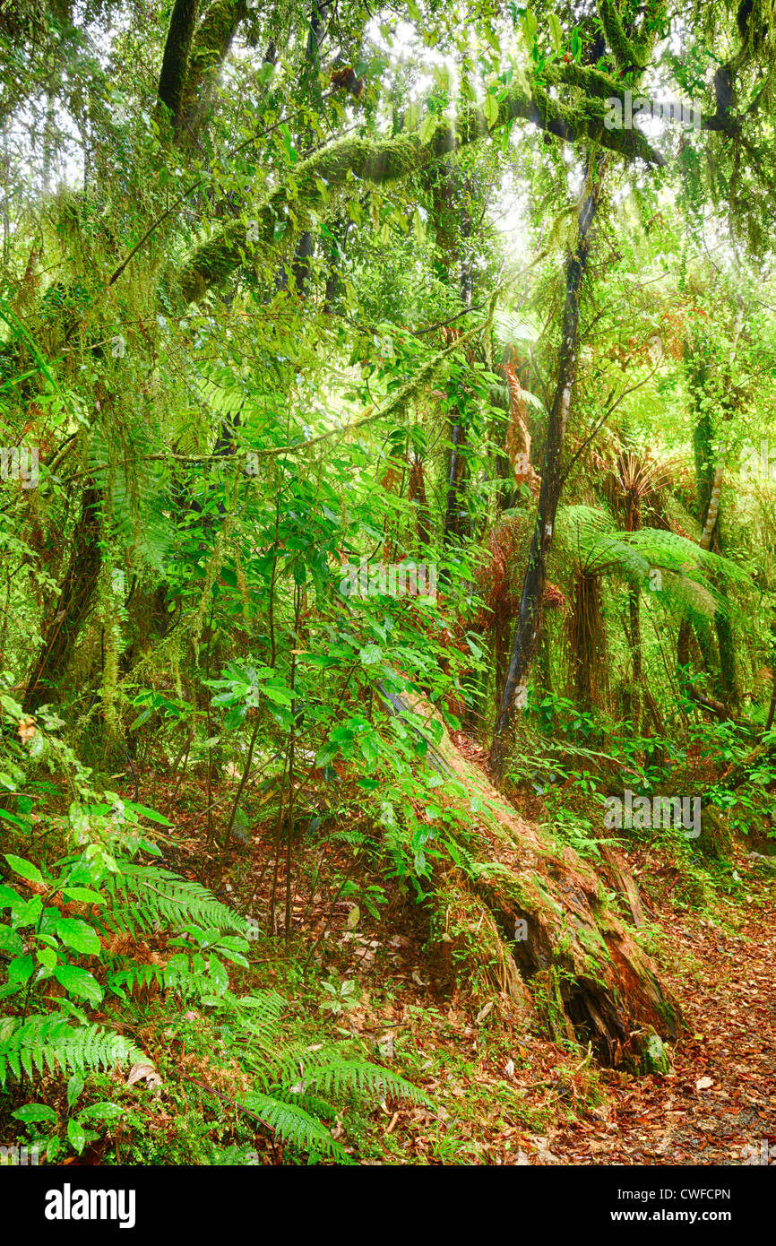 Die New Zealand Buschlandschaft Stockfoto