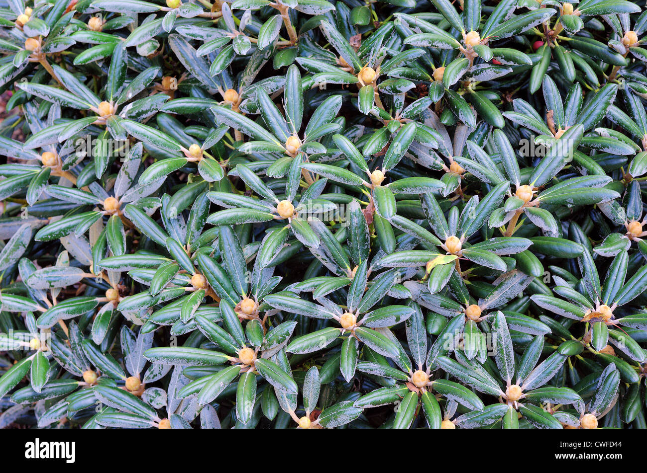 Rhododendron-Knospen und Blätter Stockfoto