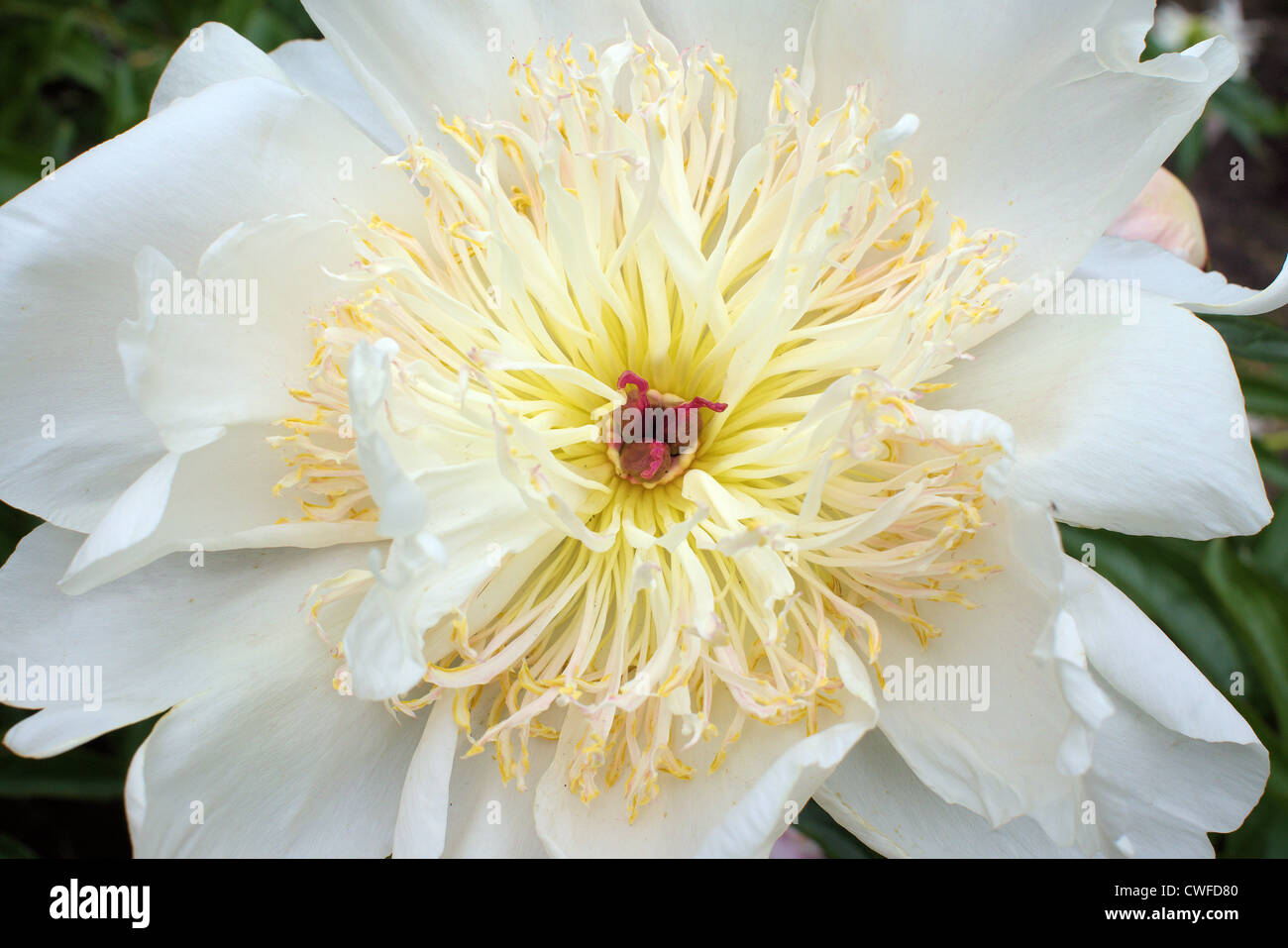 Weiße Pfingstrose Blume Nahaufnahme Stockfoto
