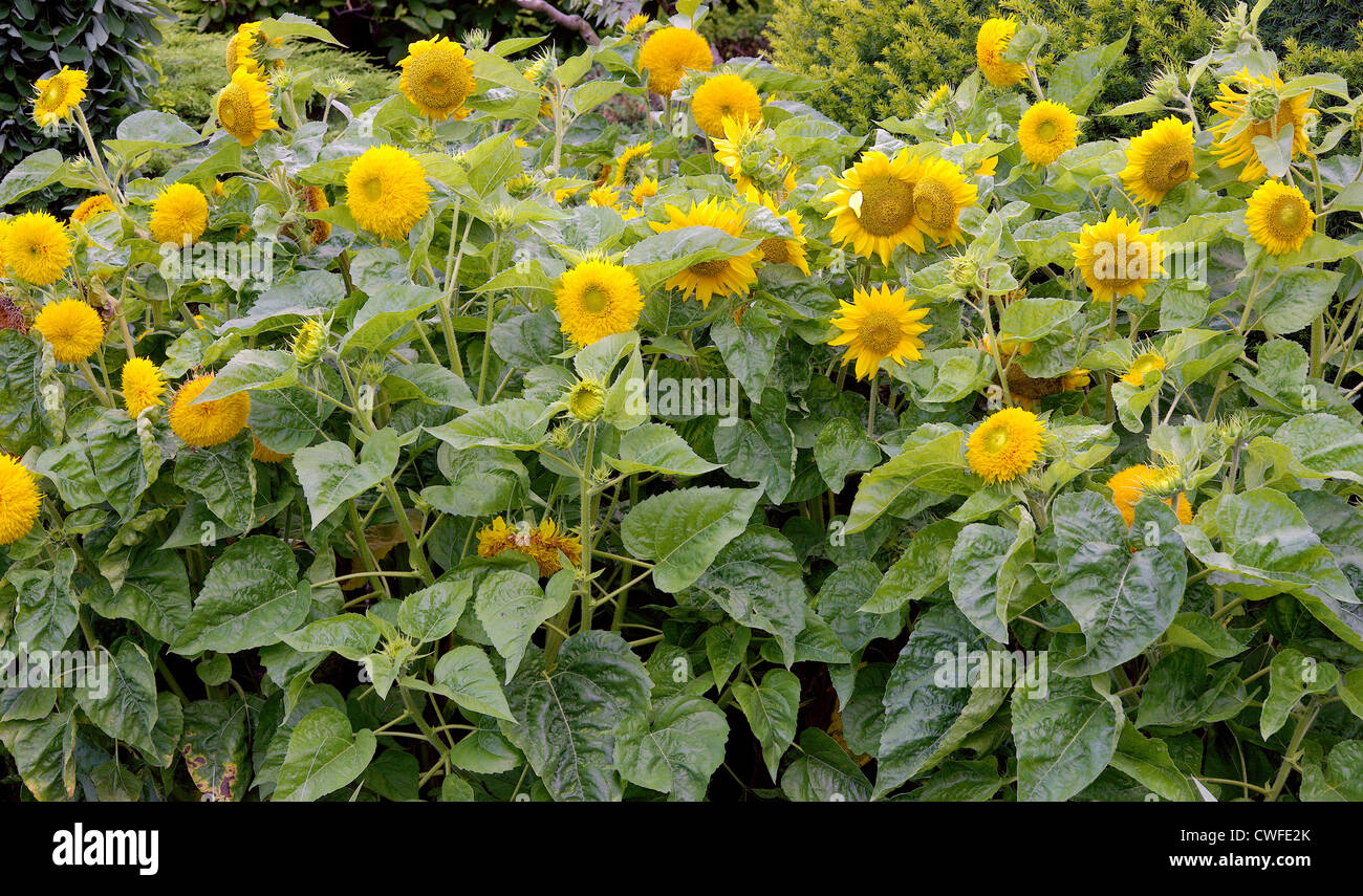 Blühenden Sonnenblumen Helianthus annuus Stockfoto