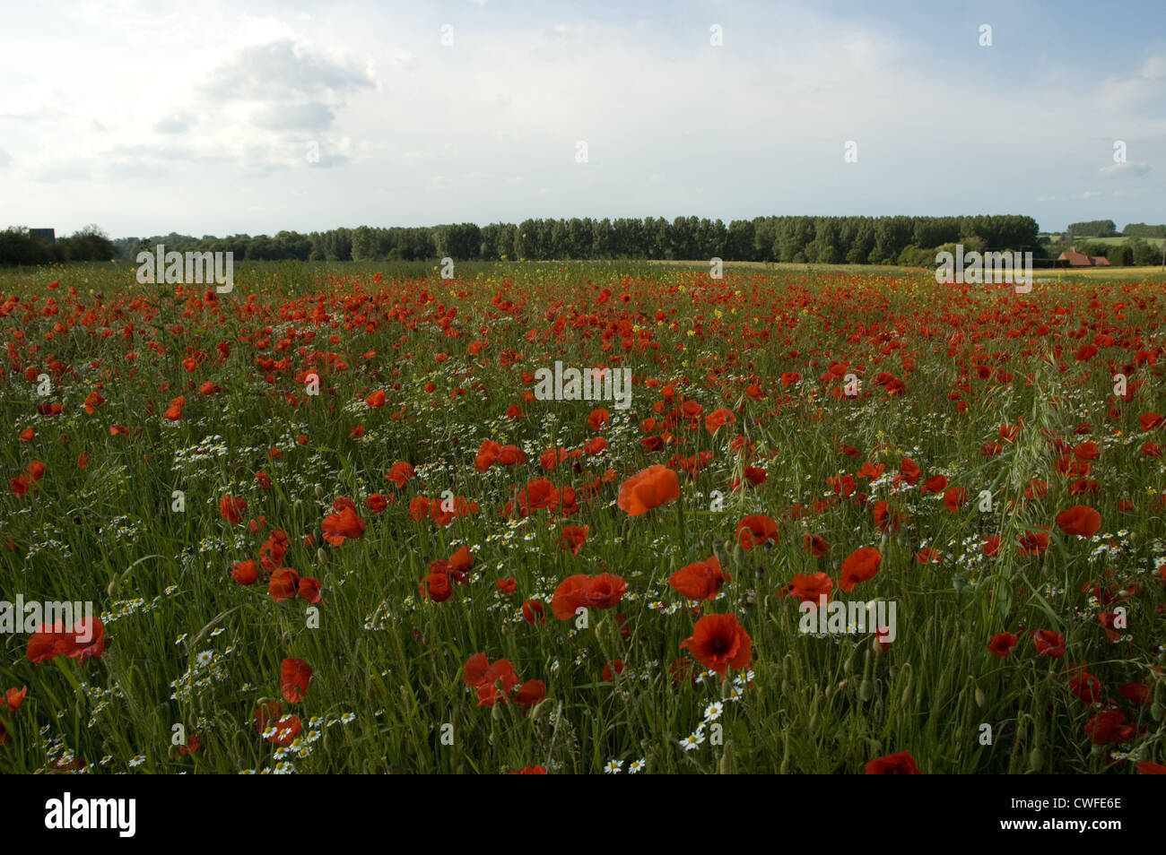 Ein Feld der rote Mohn vermischt mit Gänseblümchen unter einem schönen Sommerhimmel. Stockfoto