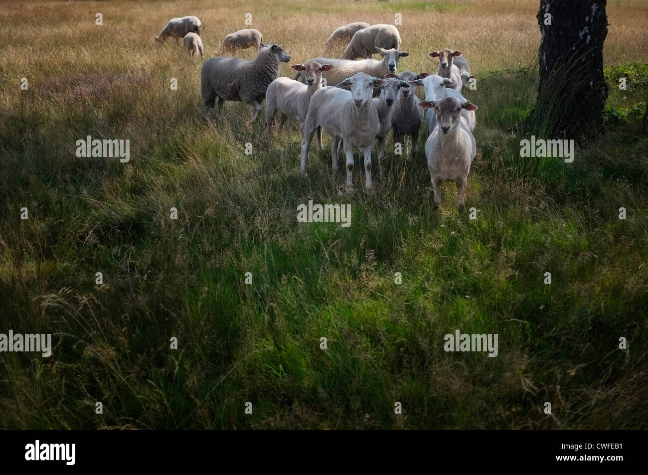 Eine Gruppe von Schafen in einem Feld Stockfoto