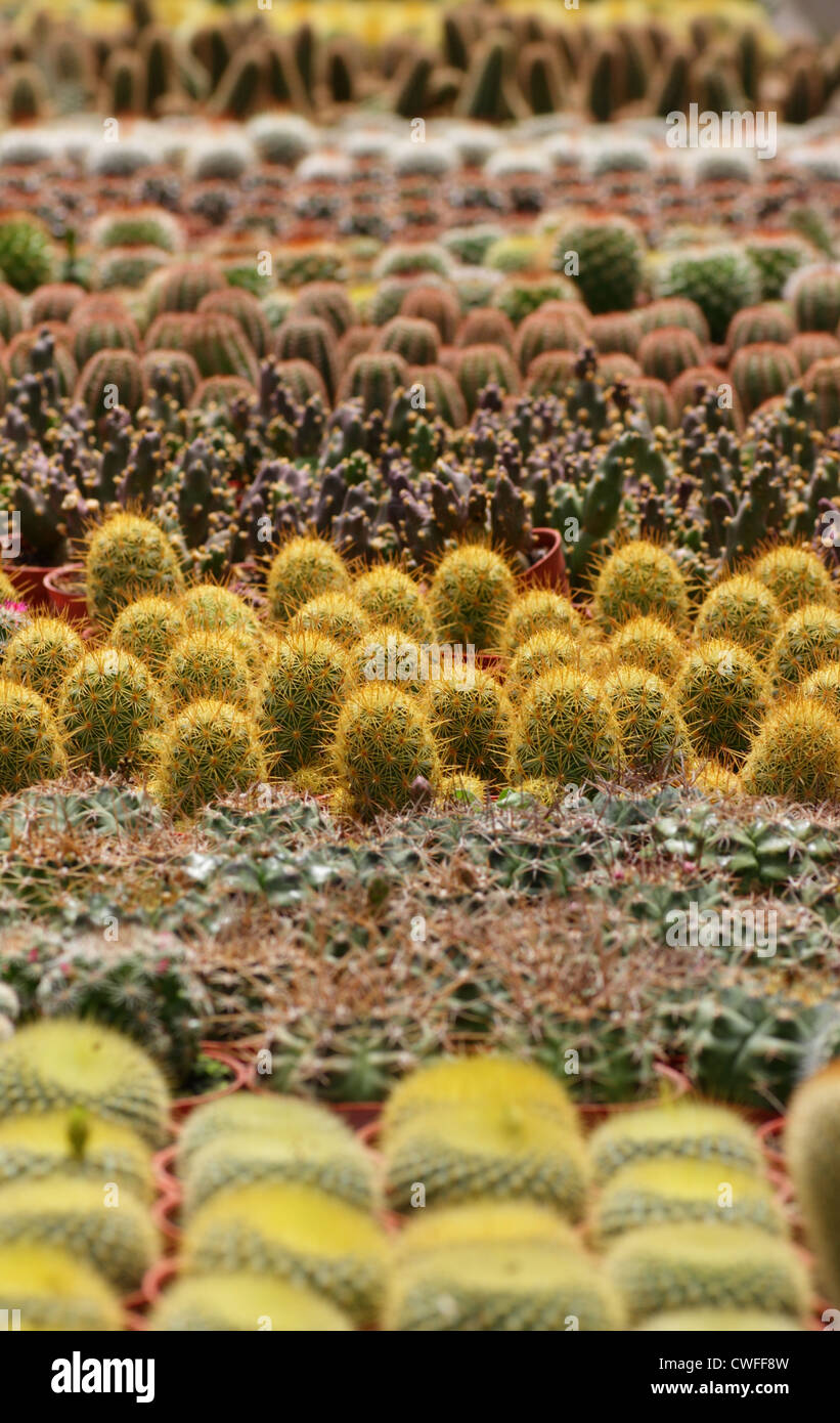 Eine Vielzahl von Kakteen auf dem Display an einer Kaktus-farm Stockfoto