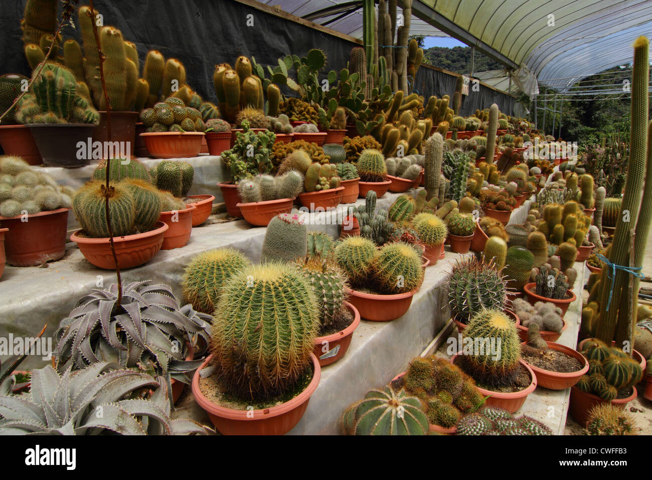 Eine Vielzahl von Kakteen auf dem Display an einer Kaktus-farm Stockfoto