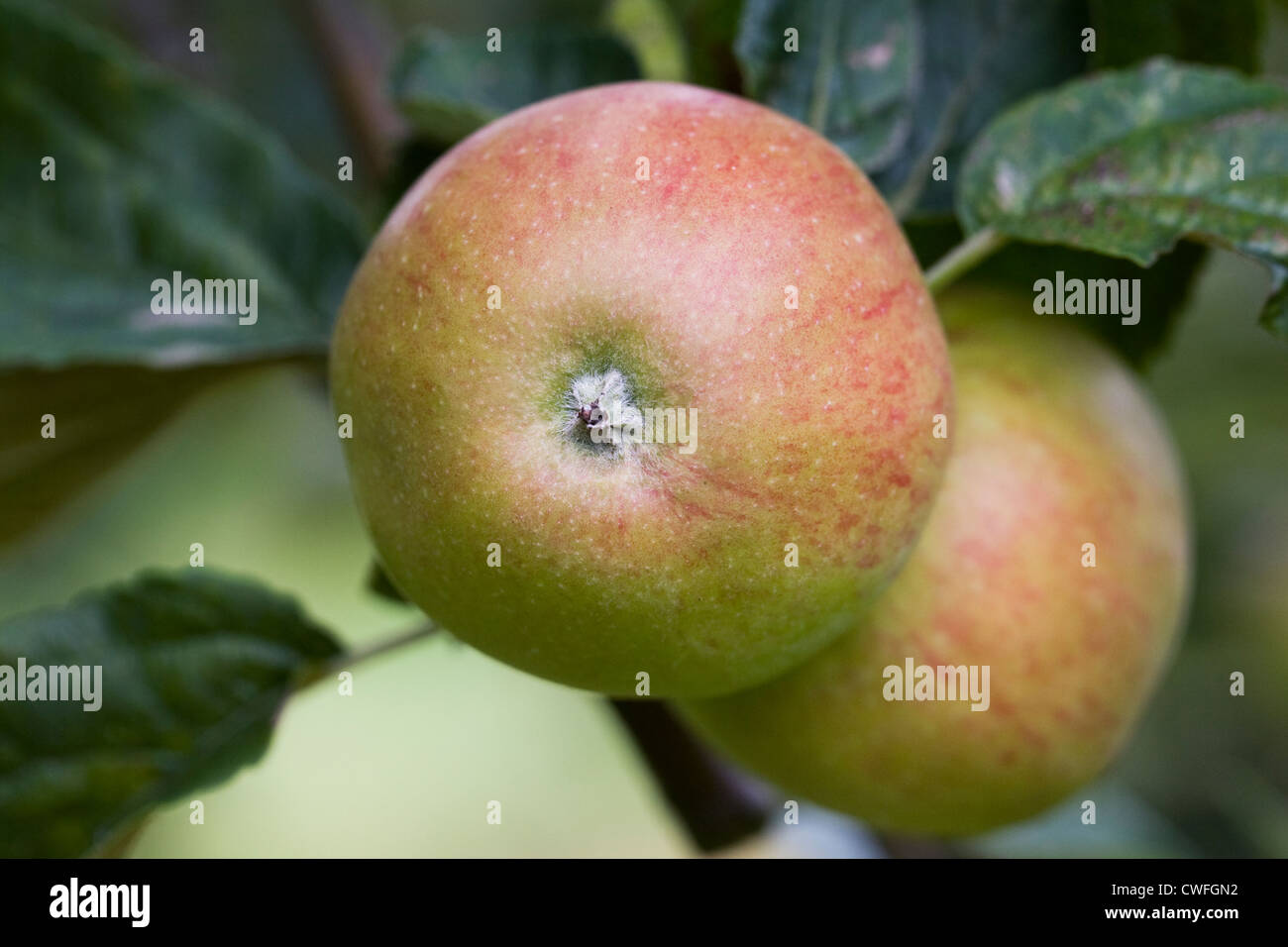 Malus Domestica 'Royal Norfolk Russet'. Äpfel wachsen in einem englischen Obstgarten. Stockfoto
