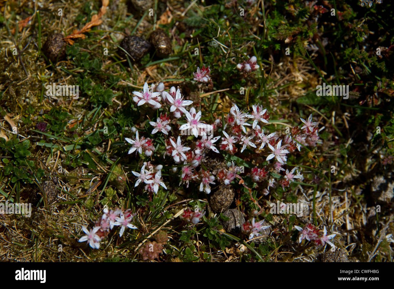 Englische Fetthenne (Sedum Anglicum) Stockfoto