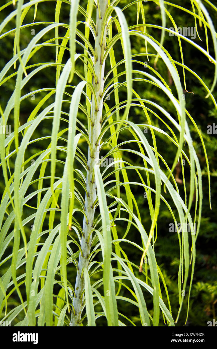 Große grüne Rasen, Kent, England Stockfoto