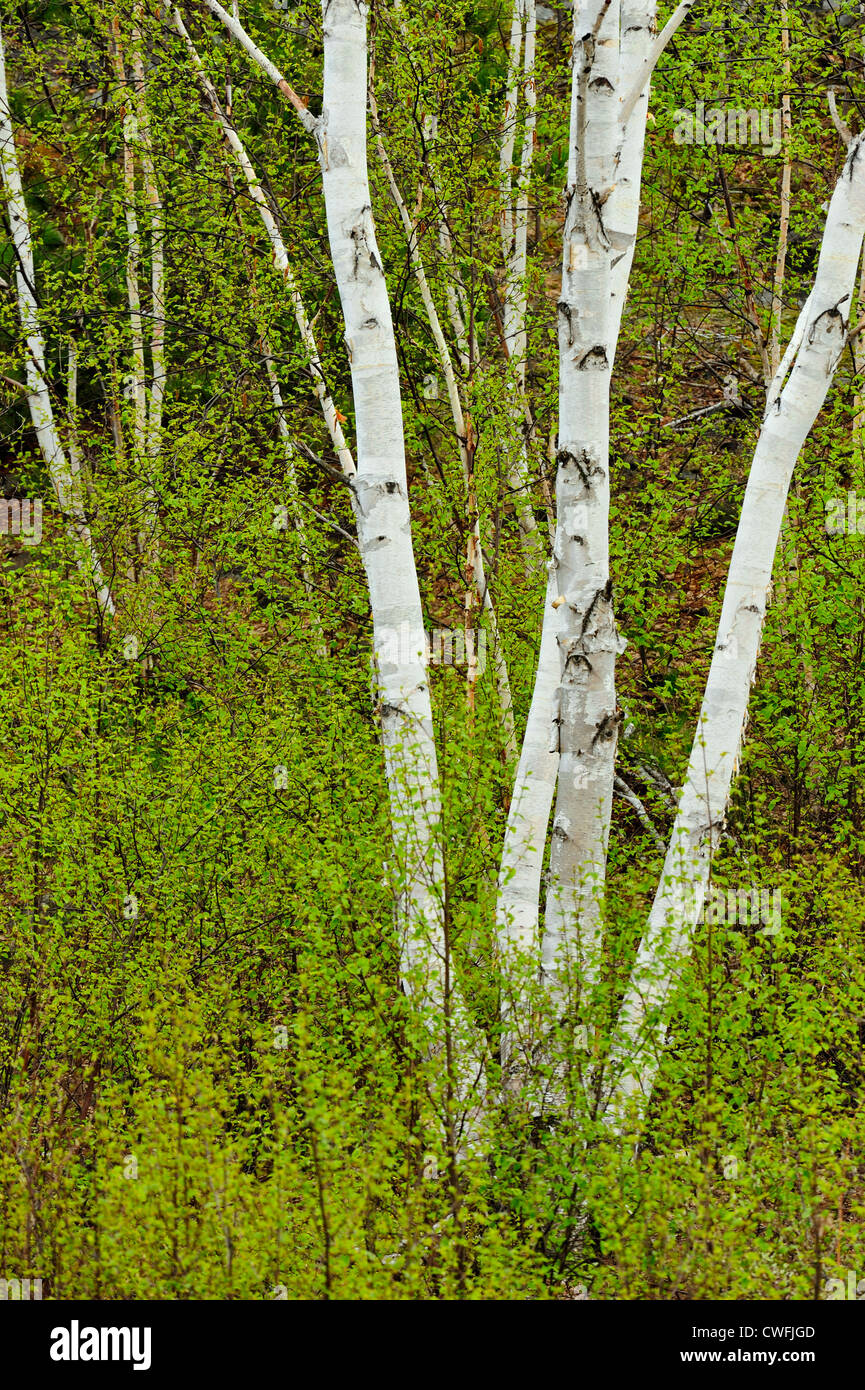 Frische Blätter in weißen Birken, Greater Sudbury, Ontario, Kanada Stockfoto