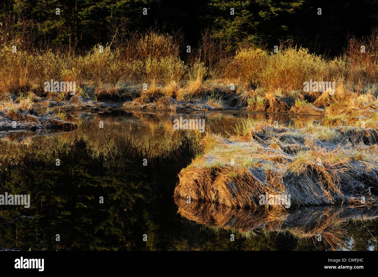 Reflexionen im Biber Teich, Greater Sudbury, Ontario, Kanada Stockfoto