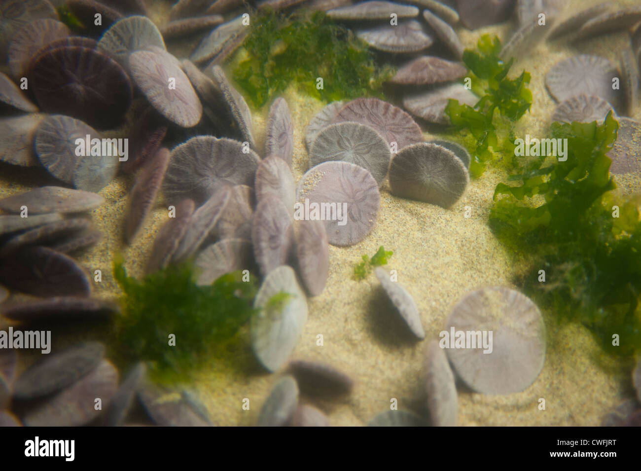 USA California CA Monterey Bay Aquarium - live Sand-Dollars Graben Echinoids Zugehörigkeit zu den Auftrag Clypeasteroida Stockfoto