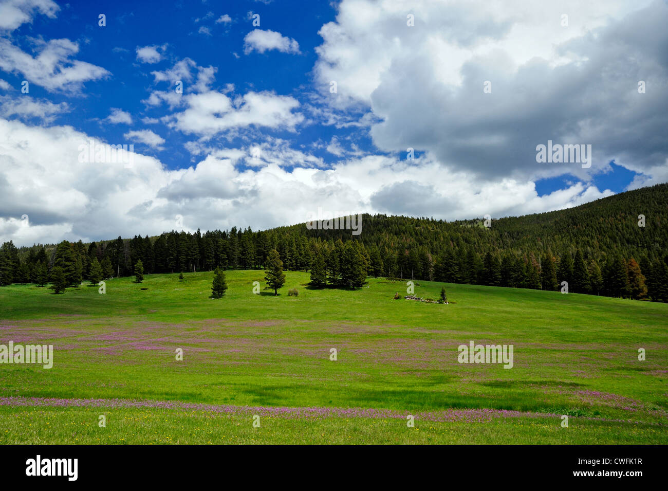 Sternschnuppen in voller Blüte auf der Weide, Bozeman, Montana, USA Stockfoto