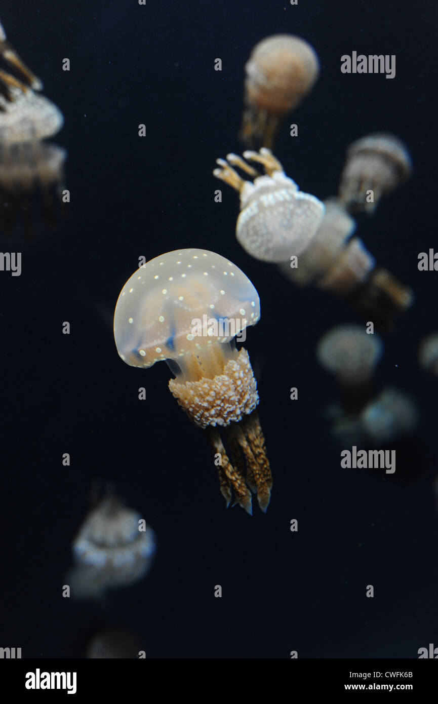 USA California CA Monterey Bay Aquarium - Spotted Jelly - Medusa Moteada - (Mastigias Papua) Stockfoto