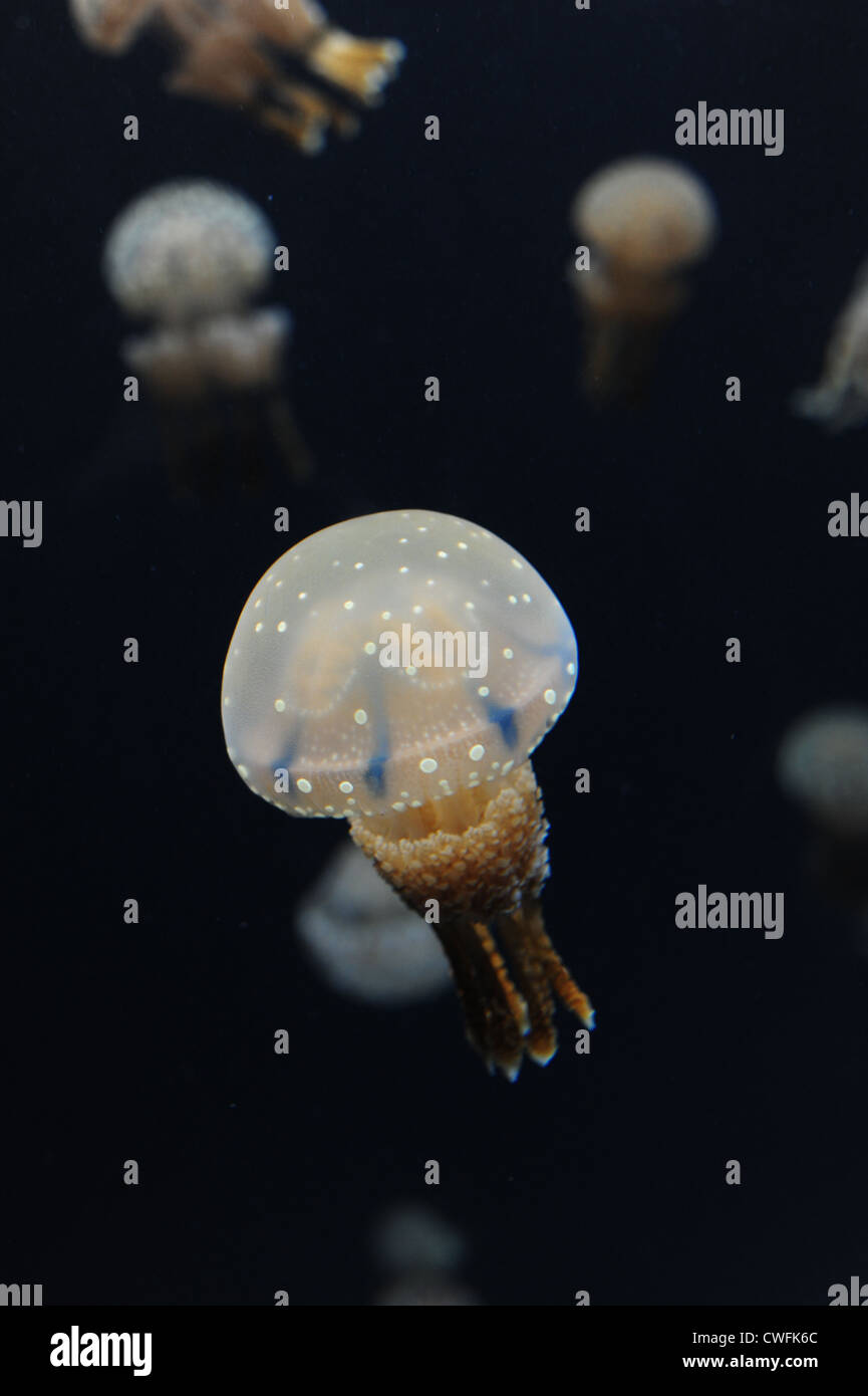 USA California CA Monterey Bay Aquarium - Spotted Jelly - Medusa Moteada - (Mastigias Papua) Stockfoto