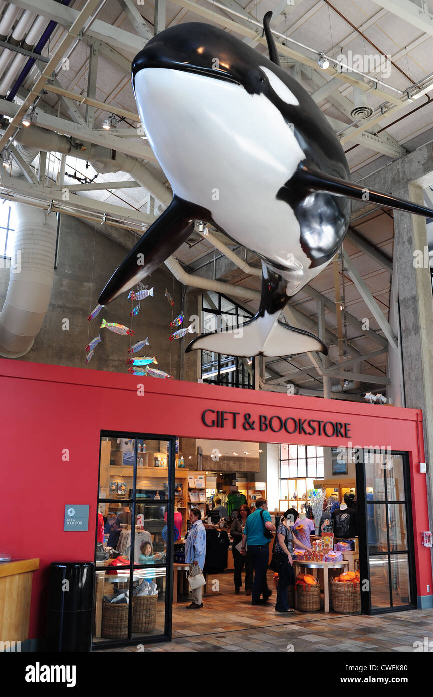 USA California CA Monterey Bay Aquarium - Innenraum - Geschenk und Buchhandlung mit einem Modell von einem Orca Schwertwal overhead Stockfoto