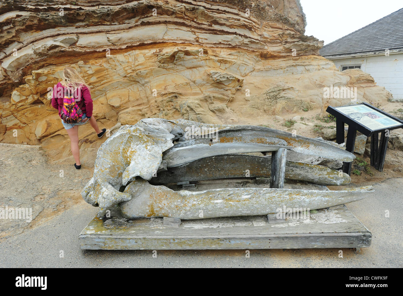 USA Kalifornien CA Point Reyes National Seashore ein Schädel des Wals auf dem Display am Leuchtturm Stockfoto