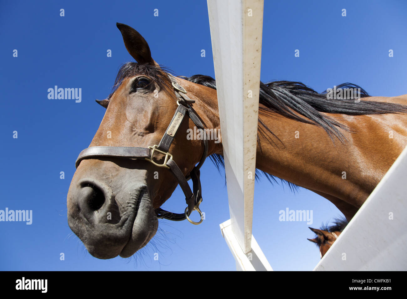 Bucht Pferd trägt einen Kopf Colllar Blick über weißen Zaun, geschossen von unten Stockfoto