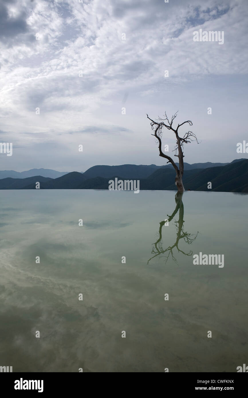 Reflexion der einen trockenen Baum in Hierve el Agua Naturpool in Oaxaca, Mexiko Stockfoto