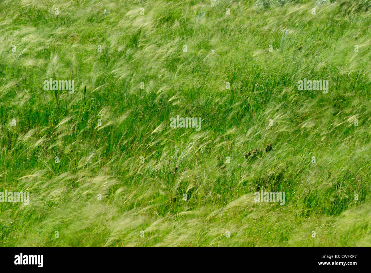 Vom Wind verwehten Prärie Gräser, Theodore Roosevelt NP (South Unit), North Dakota, USA Stockfoto