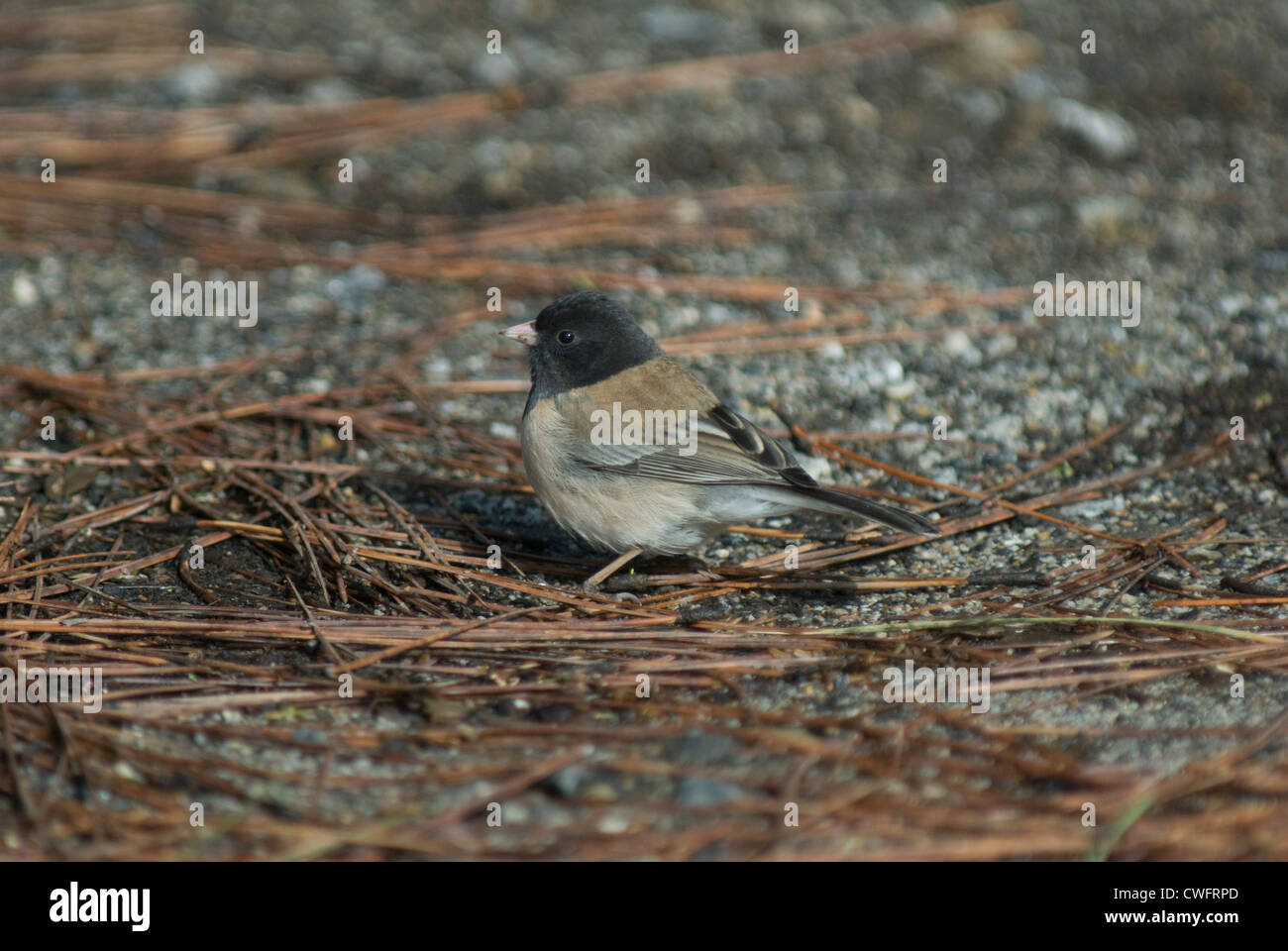 Oregon bilden dunkeläugigen Junco (Junco Hyemalis) im Yosemite NP Stockfoto