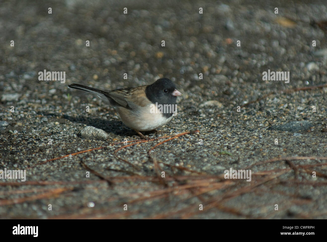 Oregon bilden dunkeläugigen Junco (Junco Hyemalis) im Yosemite NP Stockfoto
