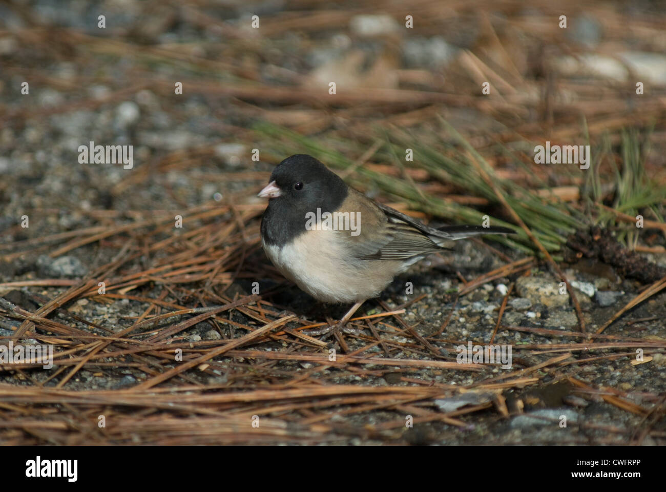 Oregon bilden dunkeläugigen Junco (Junco Hyemalis) im Yosemite National Park Stockfoto
