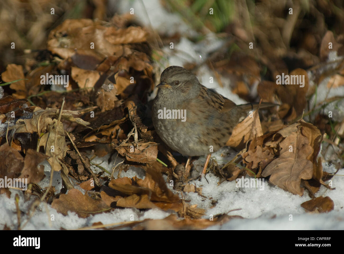 Heckenbraunelle (Prunella Modularis) in Norfolk Stockfoto