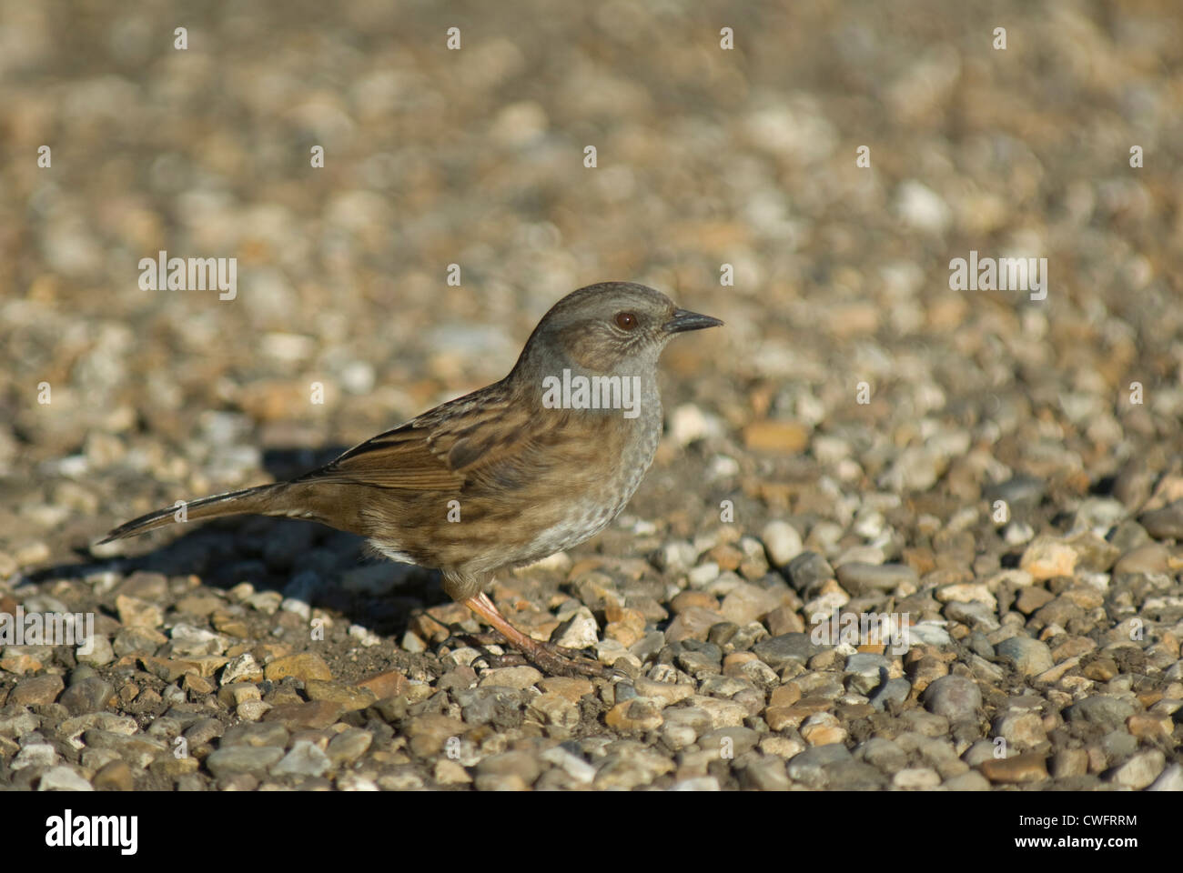 Heckenbraunelle (Prunella Modularis) in Norfolk Stockfoto