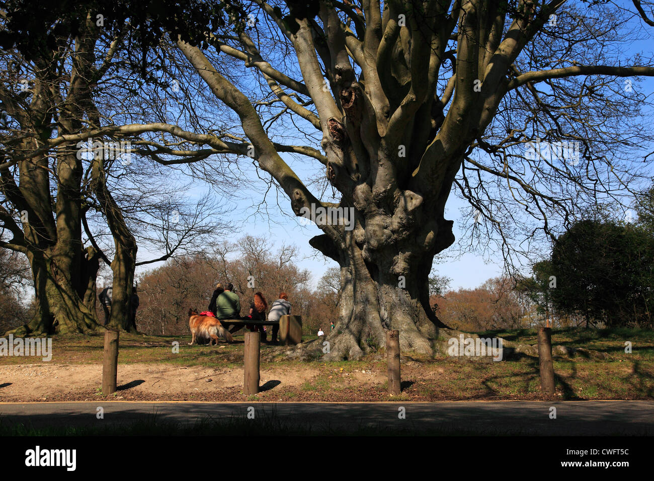 Familie mit einem Hund sitzt auf der Bank in Box Hill, Surrey Hills, England Stockfoto