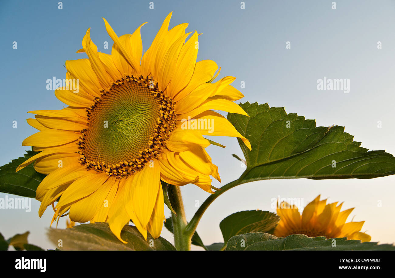 Nahaufnahme eines schönen Sonnenblumen gegen blauen Himmel Stockfoto