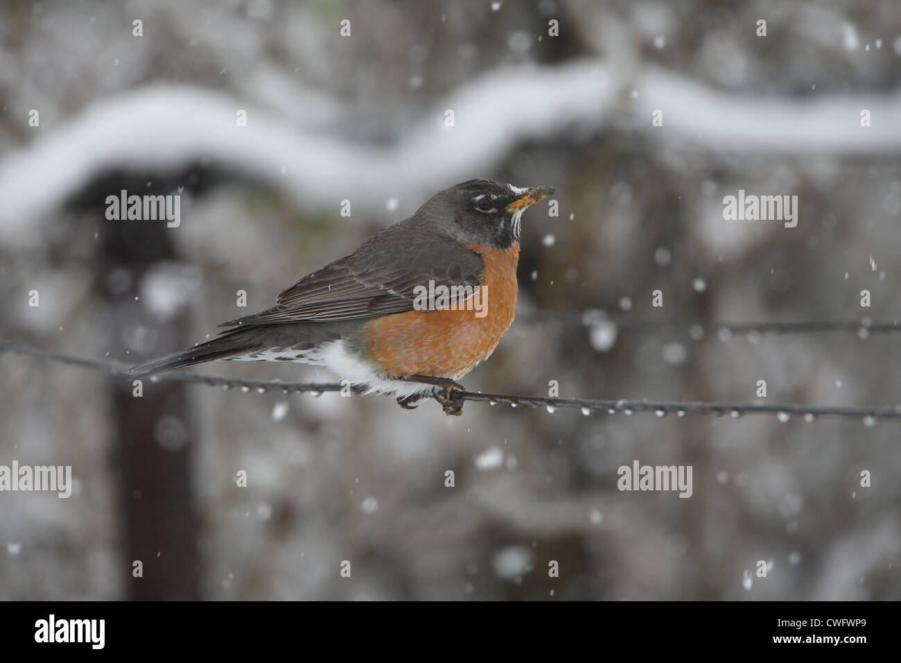 American Robin Turdus Migratorius Colorado, USA Stockfoto