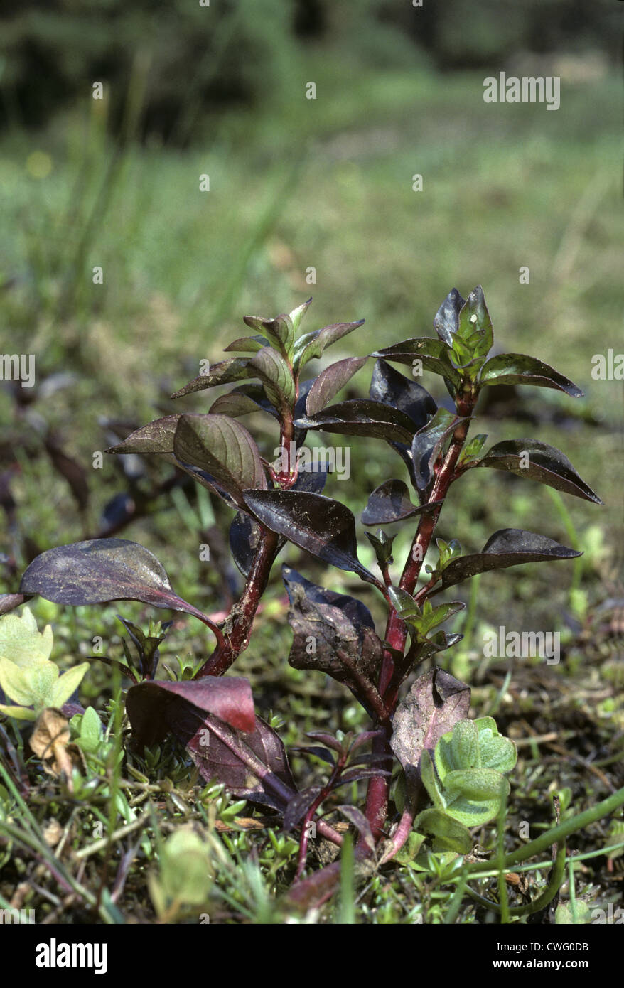 HAMPSHIRE-PORTULAK Ludwigia Palustris (Onagraceae) Stockfoto