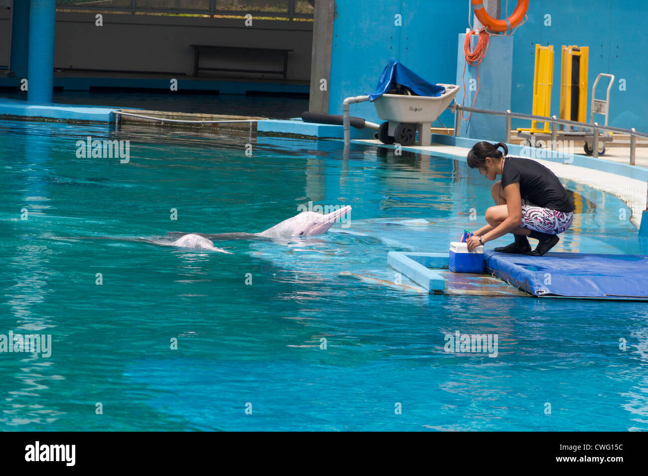 Dolphin und Trainer bei der Unterwasserwelt in Sentosa in Singapur. Der Trainer war Abholung ein paar Fische aus der Schachtel. Stockfoto