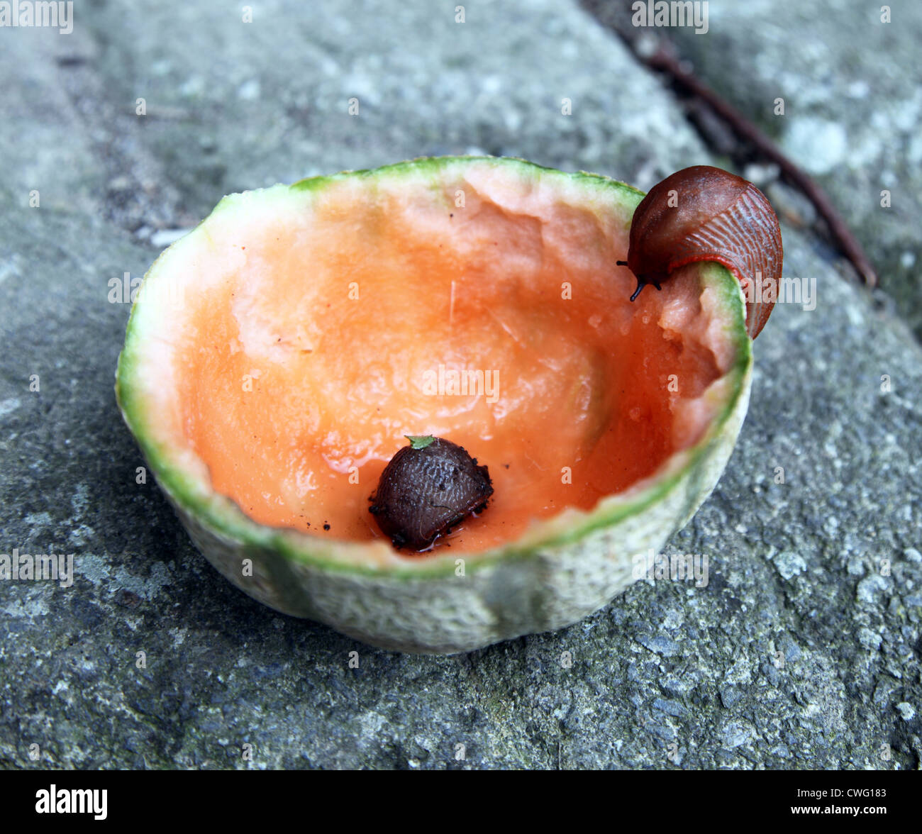 Schnecken versucht durch eine Melone verwendet als Slug-Falle Stockfoto