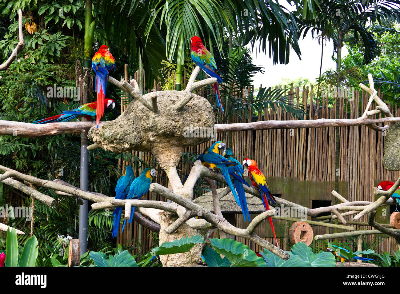 Bunte Vögel auf einem Ast in Jurong Bird Park in Singapur. Dies sieht man bald nach Betreten des Parks. Stockfoto