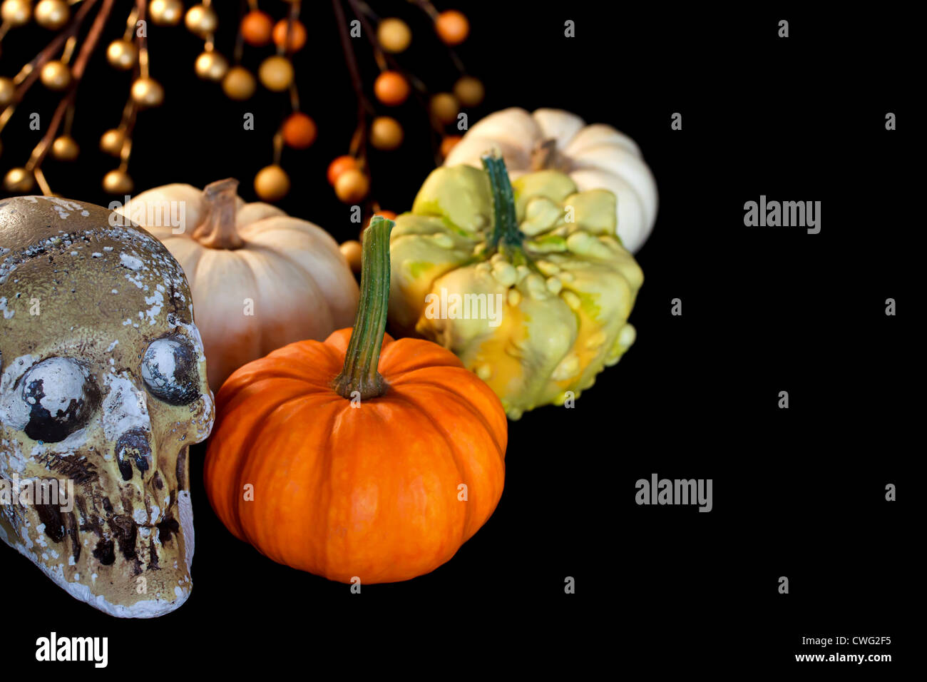 Halloween-Kürbisse mit Tod Totenkopf auf schwarzem Hintergrund Stockfoto