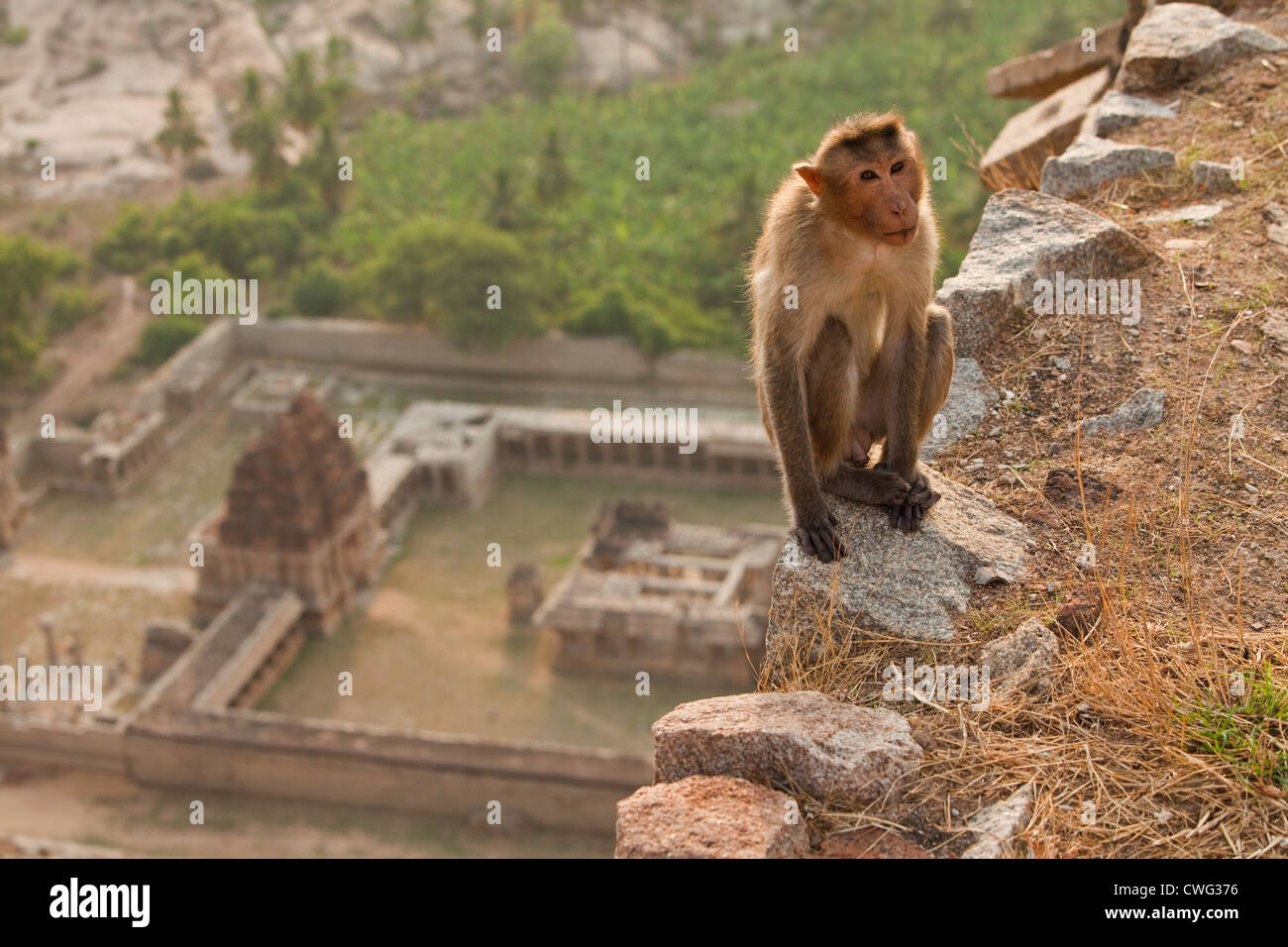 Motorhaube-Makaken-Affen bei Sonnenaufgang in Hampi, Karnataka, Indien Stockfoto