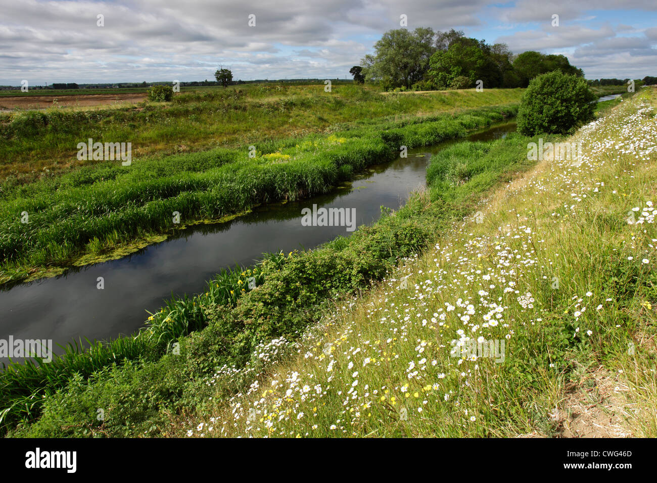 Sommer, Fen Abfluss Wasserstraße, März Stadt, Grafschaft Cambridgeshire, England; Großbritannien; UK Stockfoto
