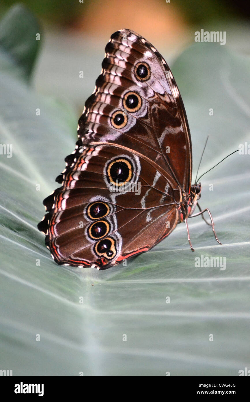 Blue Morpho Butterfly (Morpho Peleides Stockfotografie Alamy