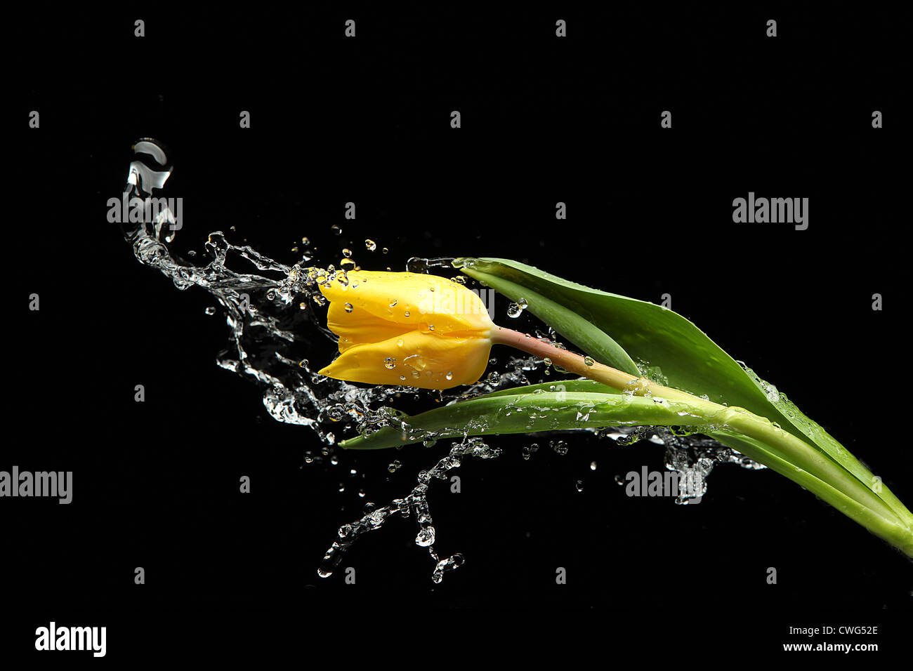 gelbe Tulpe Blume mit Spritzwasser auf schwarzem Hintergrund Stockfoto
