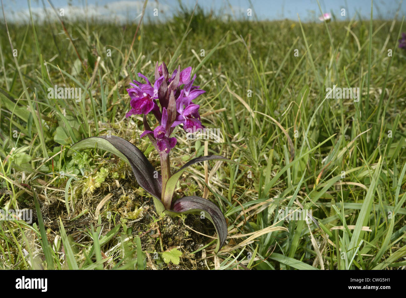 Hebriden-KNABENKRAUT Dactylorhiza Ebudensis (Orchidaceae) Stockfoto